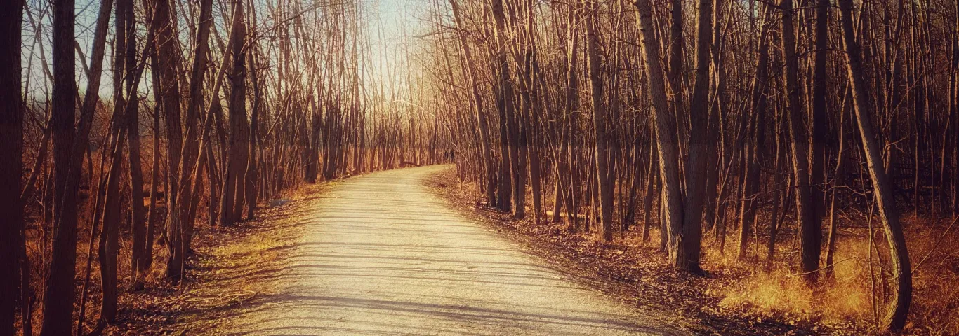 Image of a winding dirt road with bare trees lining both sides of the road, bright blue sky background