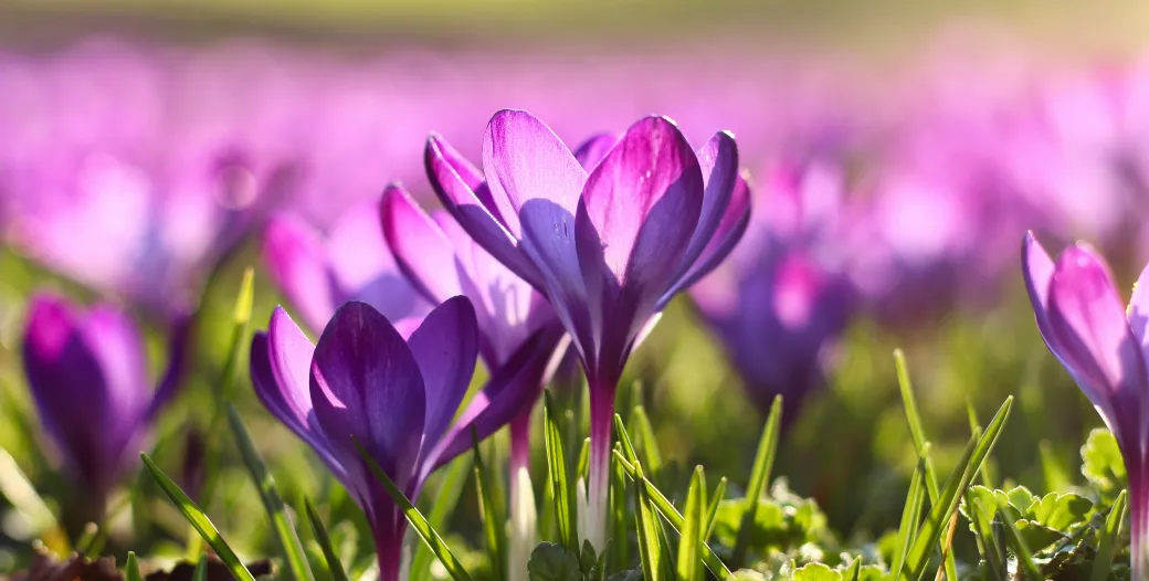 Purple flowers