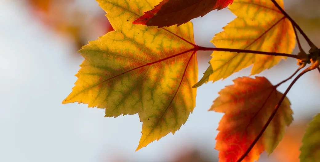 Fall leaves