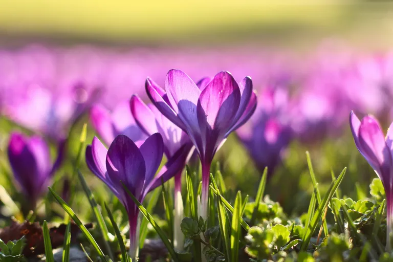 Purple flowers