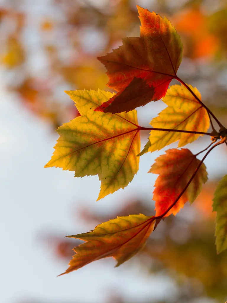 Fall leaves