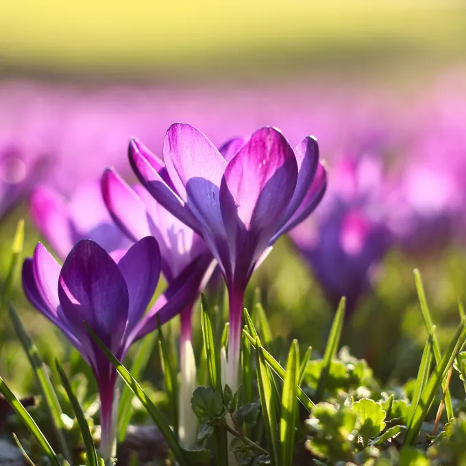 Purple flowers