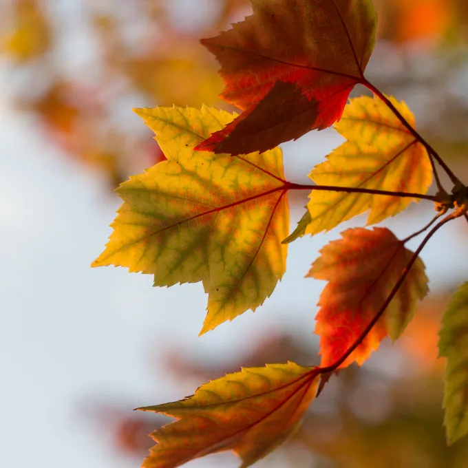 Fall leaves